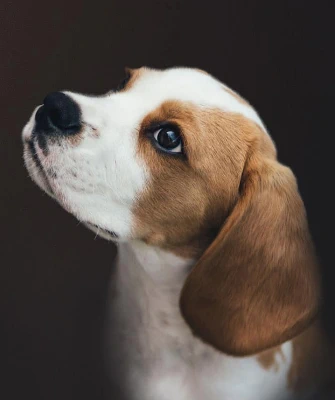 hobby_garten_hund