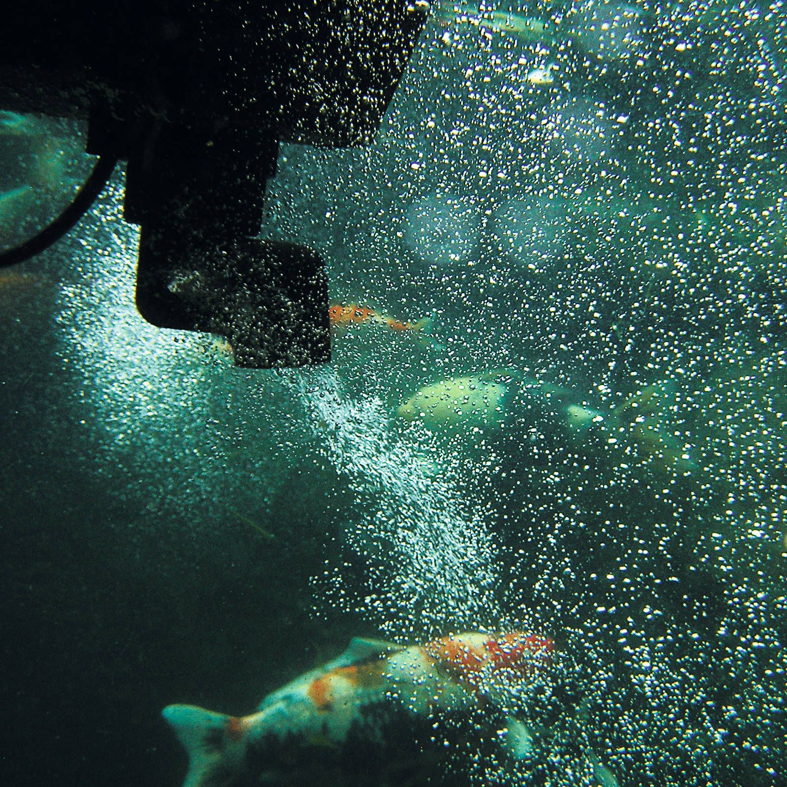 SwimSkim 50